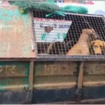 बरेली : CM योगी के दौरे से पहले सड़क से हटाए गए आवारा पशु